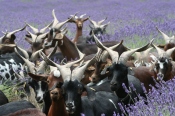Crédit photo : Annabelle Wurbel, Elevage pastoral de chèvres du Rove, Farigoule et Cie, Drôme